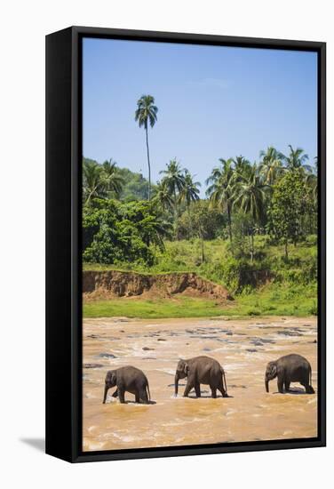 Three Elephants in the Maha Oya River at Pinnawala Elephant Orphanage Near Kegalle-Matthew Williams-Ellis-Framed Stretched Canvas