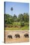 Three Elephants in the Maha Oya River at Pinnawala Elephant Orphanage Near Kegalle-Matthew Williams-Ellis-Stretched Canvas