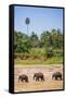 Three Elephants in the Maha Oya River at Pinnawala Elephant Orphanage Near Kegalle-Matthew Williams-Ellis-Framed Stretched Canvas