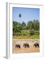Three Elephants in the Maha Oya River at Pinnawala Elephant Orphanage Near Kegalle-Matthew Williams-Ellis-Framed Photographic Print