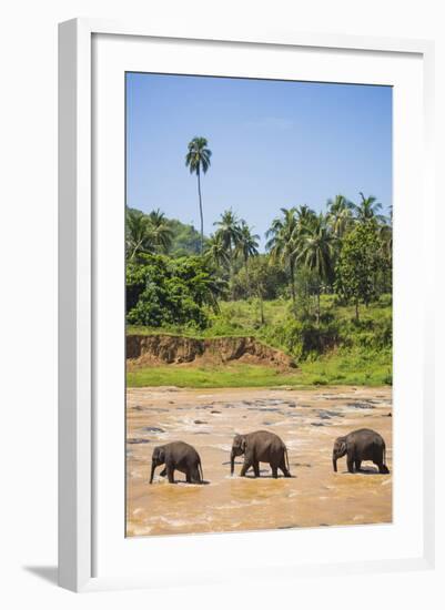 Three Elephants in the Maha Oya River at Pinnawala Elephant Orphanage Near Kegalle-Matthew Williams-Ellis-Framed Photographic Print