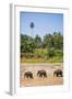 Three Elephants in the Maha Oya River at Pinnawala Elephant Orphanage Near Kegalle-Matthew Williams-Ellis-Framed Photographic Print