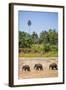 Three Elephants in the Maha Oya River at Pinnawala Elephant Orphanage Near Kegalle-Matthew Williams-Ellis-Framed Photographic Print