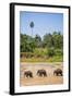 Three Elephants in the Maha Oya River at Pinnawala Elephant Orphanage Near Kegalle-Matthew Williams-Ellis-Framed Photographic Print