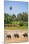 Three Elephants in the Maha Oya River at Pinnawala Elephant Orphanage Near Kegalle-Matthew Williams-Ellis-Mounted Photographic Print