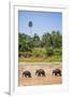 Three Elephants in the Maha Oya River at Pinnawala Elephant Orphanage Near Kegalle-Matthew Williams-Ellis-Framed Photographic Print