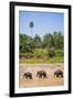 Three Elephants in the Maha Oya River at Pinnawala Elephant Orphanage Near Kegalle-Matthew Williams-Ellis-Framed Photographic Print