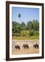 Three Elephants in the Maha Oya River at Pinnawala Elephant Orphanage Near Kegalle-Matthew Williams-Ellis-Framed Photographic Print