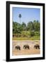 Three Elephants in the Maha Oya River at Pinnawala Elephant Orphanage Near Kegalle-Matthew Williams-Ellis-Framed Photographic Print