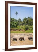 Three Elephants in the Maha Oya River at Pinnawala Elephant Orphanage Near Kegalle-Matthew Williams-Ellis-Framed Photographic Print