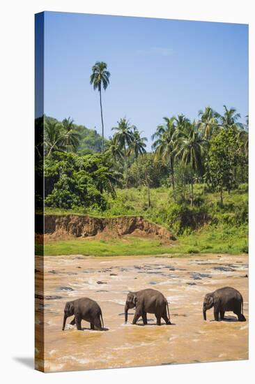 Three Elephants in the Maha Oya River at Pinnawala Elephant Orphanage Near Kegalle-Matthew Williams-Ellis-Stretched Canvas