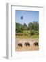 Three Elephants in the Maha Oya River at Pinnawala Elephant Orphanage Near Kegalle-Matthew Williams-Ellis-Framed Photographic Print