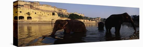 Three Elephants in the River, Amber Fort, Jaipur, Rajasthan, India-null-Stretched Canvas