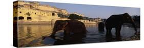 Three Elephants in the River, Amber Fort, Jaipur, Rajasthan, India-null-Stretched Canvas