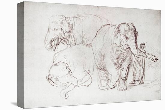 Three Elephants-Rembrandt van Rijn-Stretched Canvas