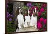 Three English springer spaniels, Connecticut, USA-Lynn M. Stone-Framed Photographic Print