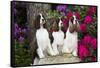 Three English springer spaniels, Connecticut, USA-Lynn M. Stone-Framed Stretched Canvas