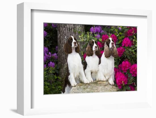 Three English springer spaniels, Connecticut, USA-Lynn M. Stone-Framed Photographic Print