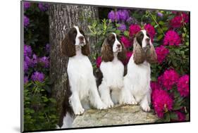 Three English springer spaniels, Connecticut, USA-Lynn M. Stone-Mounted Photographic Print