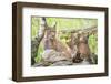 Three Eurasian lynx kittens, aged six weeks, with mother-Edwin Giesbers-Framed Photographic Print