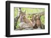 Three Eurasian lynx kittens, aged six weeks, with mother-Edwin Giesbers-Framed Photographic Print