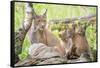 Three Eurasian lynx kittens, aged six weeks, with mother-Edwin Giesbers-Framed Stretched Canvas