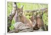 Three Eurasian lynx kittens, aged six weeks, with mother-Edwin Giesbers-Framed Photographic Print