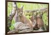 Three Eurasian lynx kittens, aged six weeks, with mother-Edwin Giesbers-Framed Photographic Print