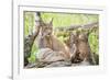 Three Eurasian lynx kittens, aged six weeks, with mother-Edwin Giesbers-Framed Photographic Print