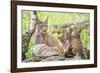 Three Eurasian lynx kittens, aged six weeks, with mother-Edwin Giesbers-Framed Photographic Print