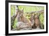 Three Eurasian lynx kittens, aged six weeks, with mother-Edwin Giesbers-Framed Photographic Print