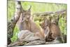 Three Eurasian lynx kittens, aged six weeks, with mother-Edwin Giesbers-Mounted Photographic Print