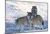 Three European Grey Wolves (Canis Lupus), Captive, Norway, February-Edwin Giesbers-Mounted Photographic Print