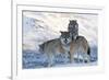 Three European Grey Wolves (Canis Lupus), Captive, Norway, February-Edwin Giesbers-Framed Photographic Print