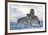 Three European Grey Wolves (Canis Lupus), Captive, Norway, February-Edwin Giesbers-Framed Photographic Print