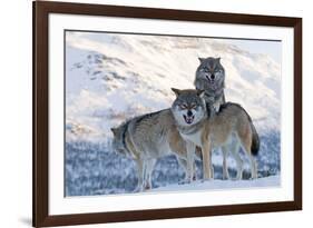 Three European Grey Wolves (Canis Lupus), Captive, Norway, February-Edwin Giesbers-Framed Photographic Print