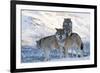 Three European Grey Wolves (Canis Lupus), Captive, Norway, February-Edwin Giesbers-Framed Photographic Print