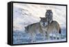 Three European Grey Wolves (Canis Lupus), Captive, Norway, February-Edwin Giesbers-Framed Stretched Canvas