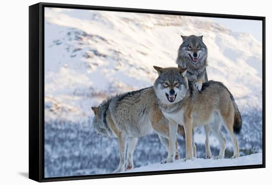 Three European Grey Wolves (Canis Lupus), Captive, Norway, February-Edwin Giesbers-Framed Stretched Canvas