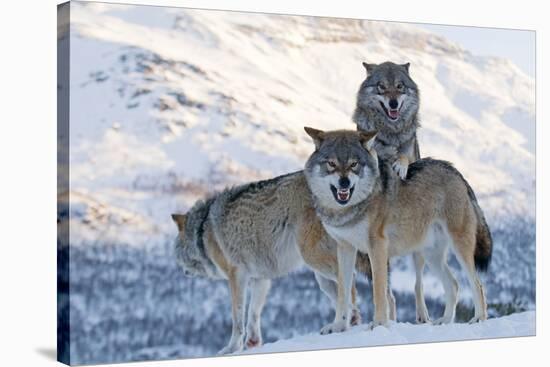 Three European Grey Wolves (Canis Lupus), Captive, Norway, February-Edwin Giesbers-Stretched Canvas