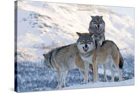 Three European Grey Wolves (Canis Lupus), Captive, Norway, February-Edwin Giesbers-Stretched Canvas