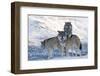 Three European Grey Wolves (Canis Lupus), Captive, Norway, February-Edwin Giesbers-Framed Photographic Print