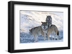 Three European Grey Wolves (Canis Lupus), Captive, Norway, February-Edwin Giesbers-Framed Photographic Print