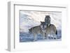 Three European Grey Wolves (Canis Lupus), Captive, Norway, February-Edwin Giesbers-Framed Photographic Print