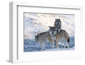 Three European Grey Wolves (Canis Lupus), Captive, Norway, February-Edwin Giesbers-Framed Photographic Print