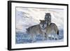 Three European Grey Wolves (Canis Lupus), Captive, Norway, February-Edwin Giesbers-Framed Photographic Print