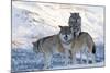 Three European Grey Wolves (Canis Lupus), Captive, Norway, February-Edwin Giesbers-Mounted Photographic Print