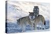 Three European Grey Wolves (Canis Lupus), Captive, Norway, February-Edwin Giesbers-Stretched Canvas