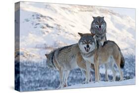 Three European Grey Wolves (Canis Lupus), Captive, Norway, February-Edwin Giesbers-Stretched Canvas
