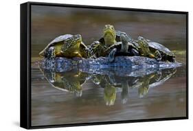 Three European Pond Turtles (Emys Orbicularis) and a Balkan Terrapin on Rock, Butrint, Albania-Geidemark-Framed Stretched Canvas